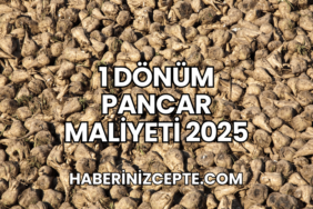 1 Dönüm Pancar Maliyeti 2025