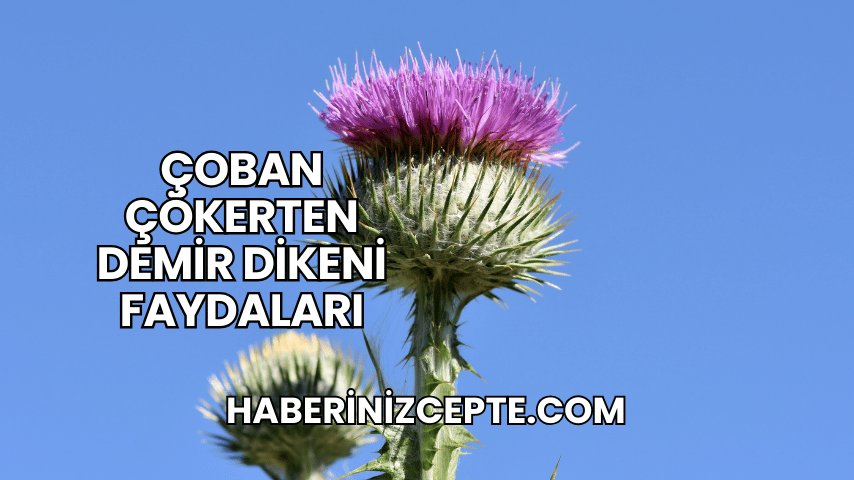 Çoban Çökerten Demir Dikeni Faydaları