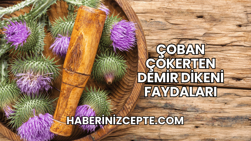 Çoban Çökerten Demir Dikeni Faydaları