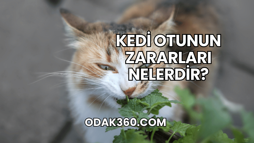 Kedi Otunun Zararları Nelerdir?
