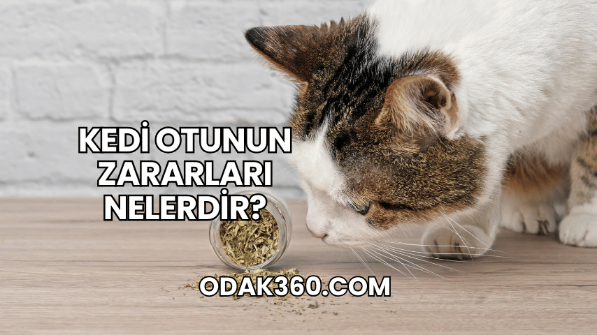 Kedi Otunun Zararları Nelerdir?
