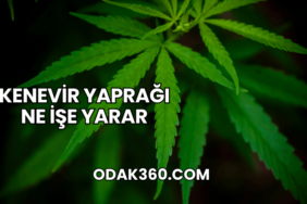Kenevir Yaprağı Ne İşe Yarar