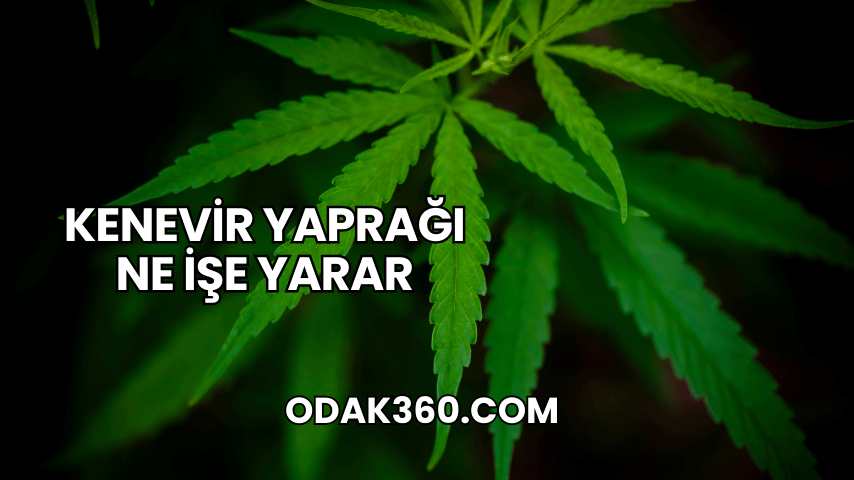 Kenevir Yaprağı Ne İşe Yarar