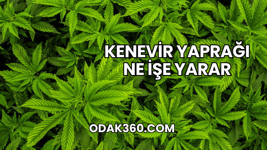 Kenevir Yaprağı Ne İşe Yarar
