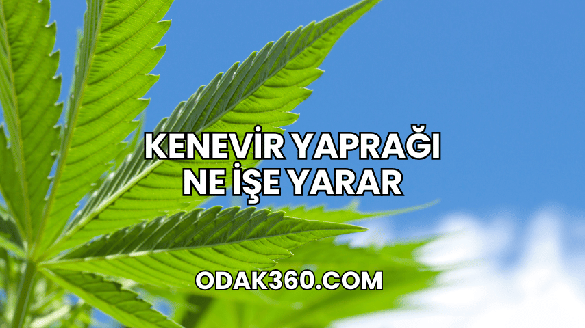 Kenevir Yaprağı Ne İşe Yarar